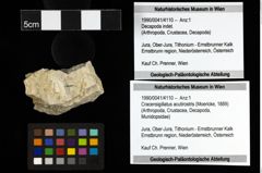 Foto (Objekt + Etiketten) von Cracensigillatus acutirostris (Moericke, 1889) 